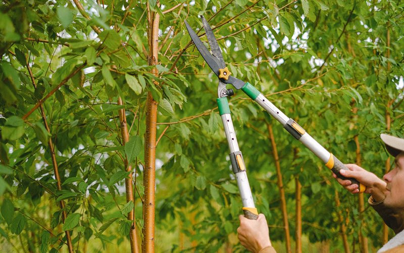 Tree trimming in Nineveh, PA