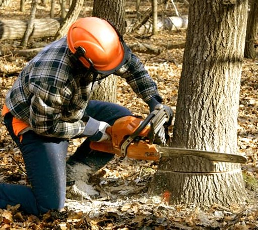 Tree Removal in Nineveh, PA